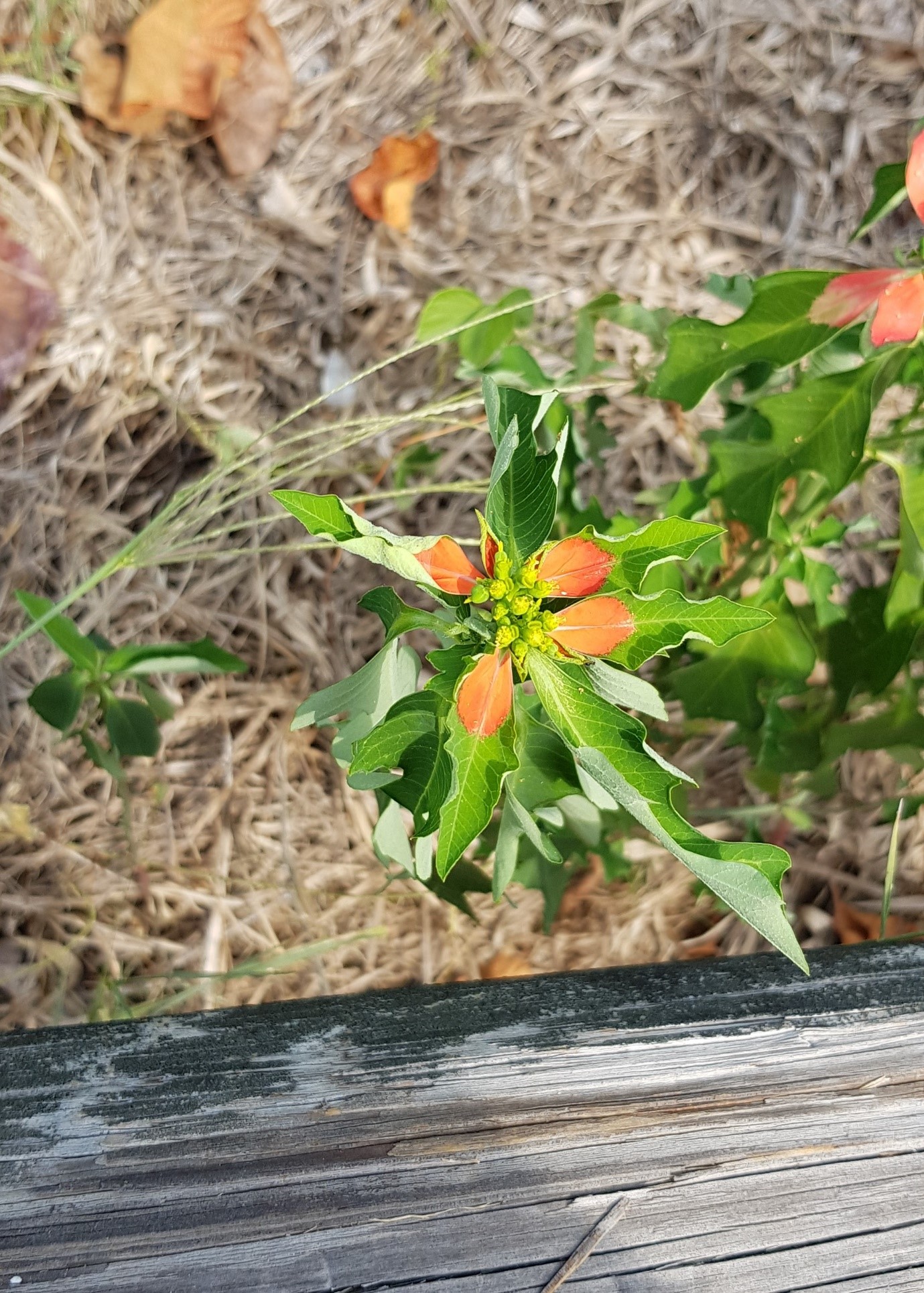 Green leaf